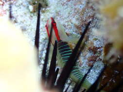 صورة Tigrigobius harveyi Victor 2014