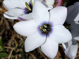 Image of Ixia versicolor G. J. Lewis