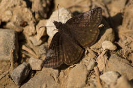 Imagem de Erynnis icelus Scudder & Burgess 1870