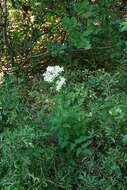 Clematis recta L. resmi