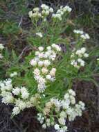 Image of Hatschbachiella tweedieana (Hook. & Arn.) R. King & H. Rob.