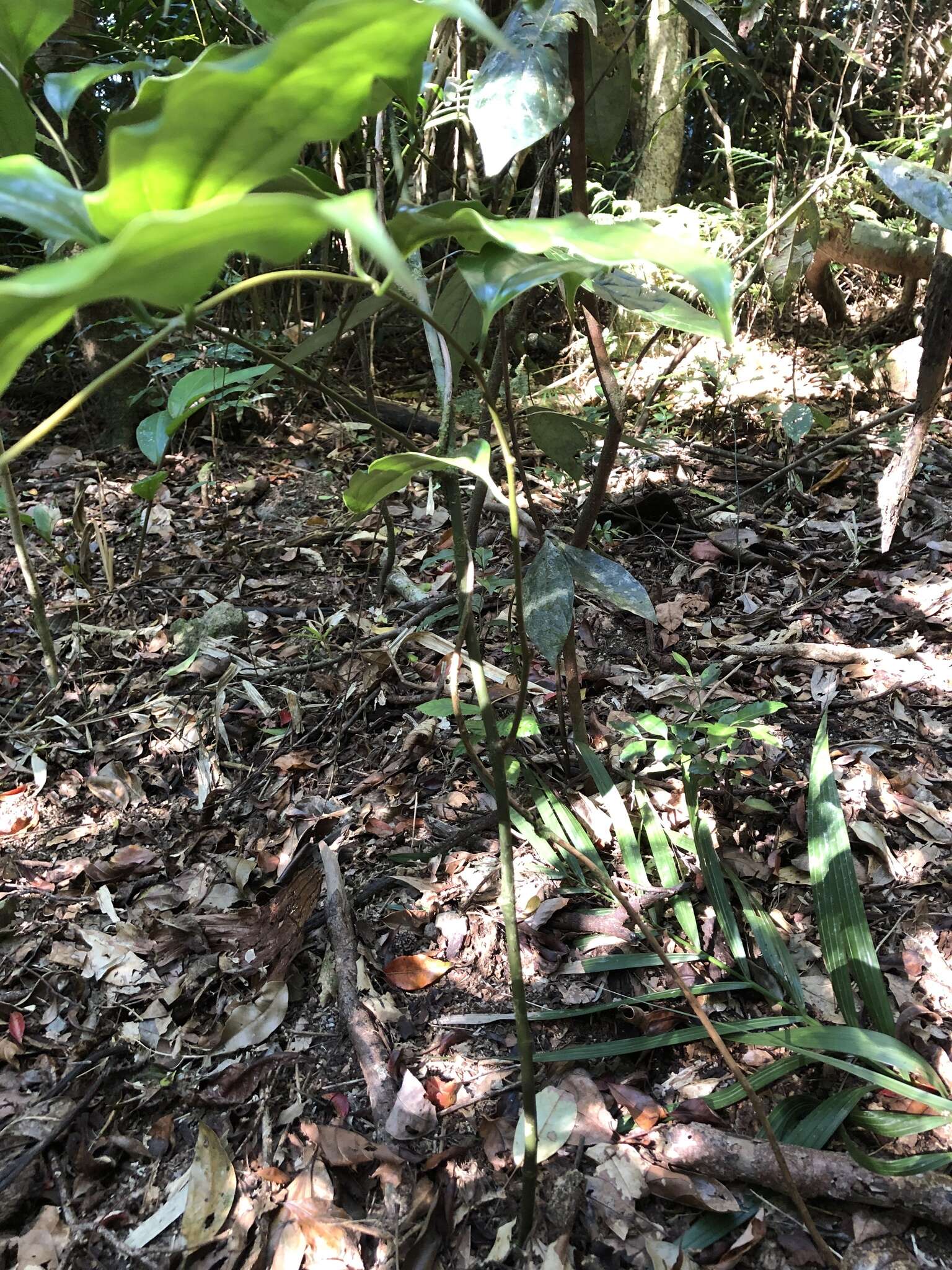 Image of Ripogonum album R. Br.