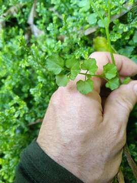 صورة Cardamine dolichostyla Heenan