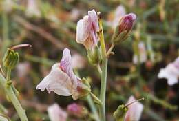 Image of Acanthorrhinum ramosissimum (Coss. & Durieu) Rothm.