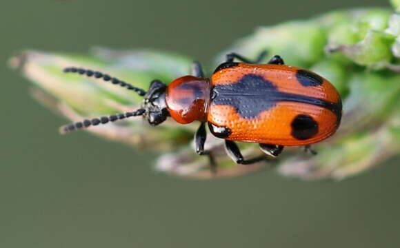 صورة <i>Crioceris quinquepunctata</i>