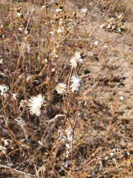 Image of Dieteria bigelovii (A. Gray) D. R. Morgan & R. L. Hartman