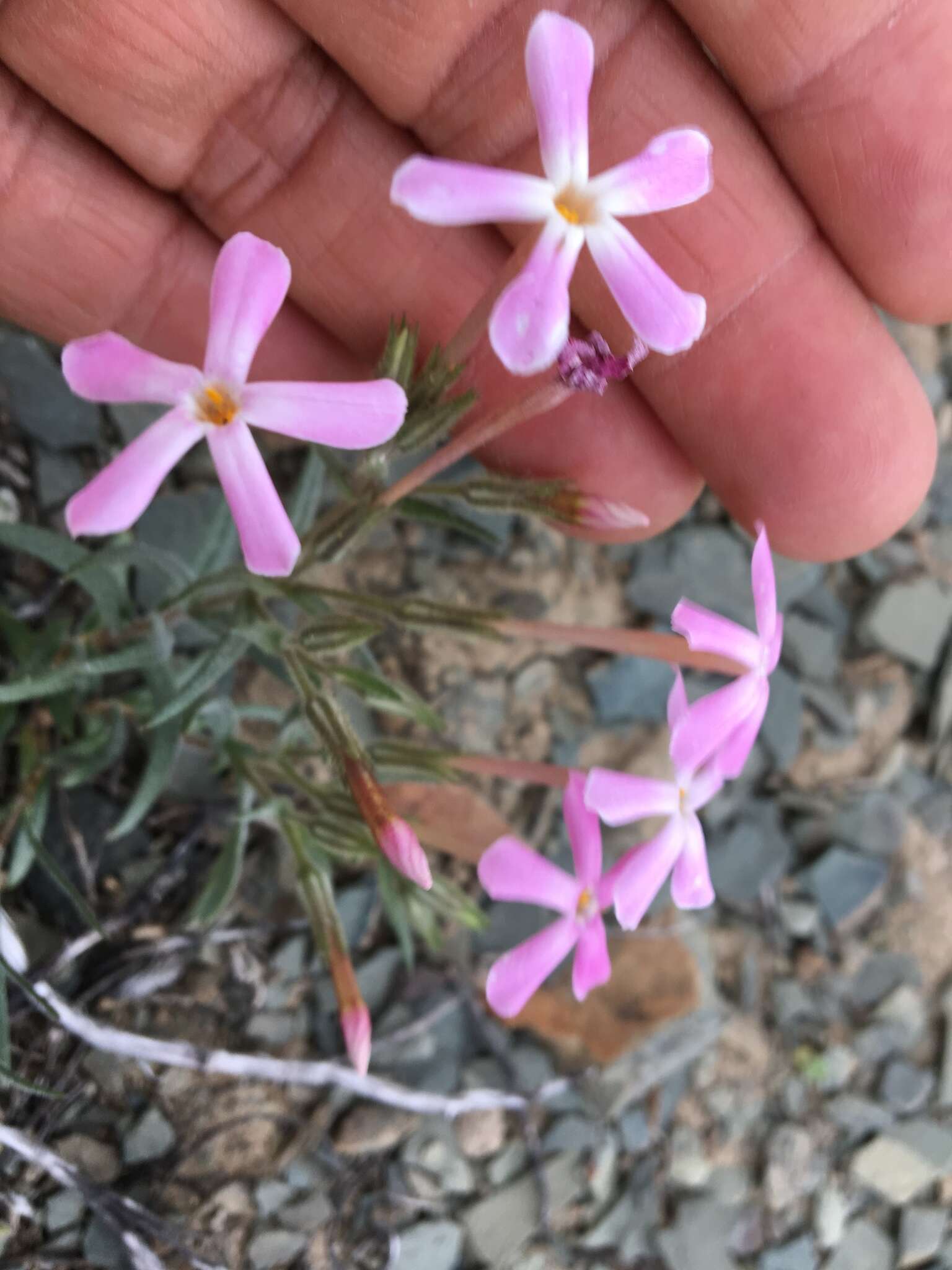 Imagem de Phlox stansburyi subsp. superba (Brand) Wherry