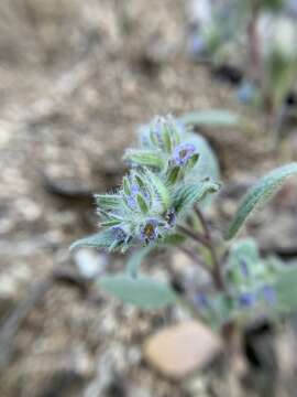 Image of Nine Mile Canyon phacelia