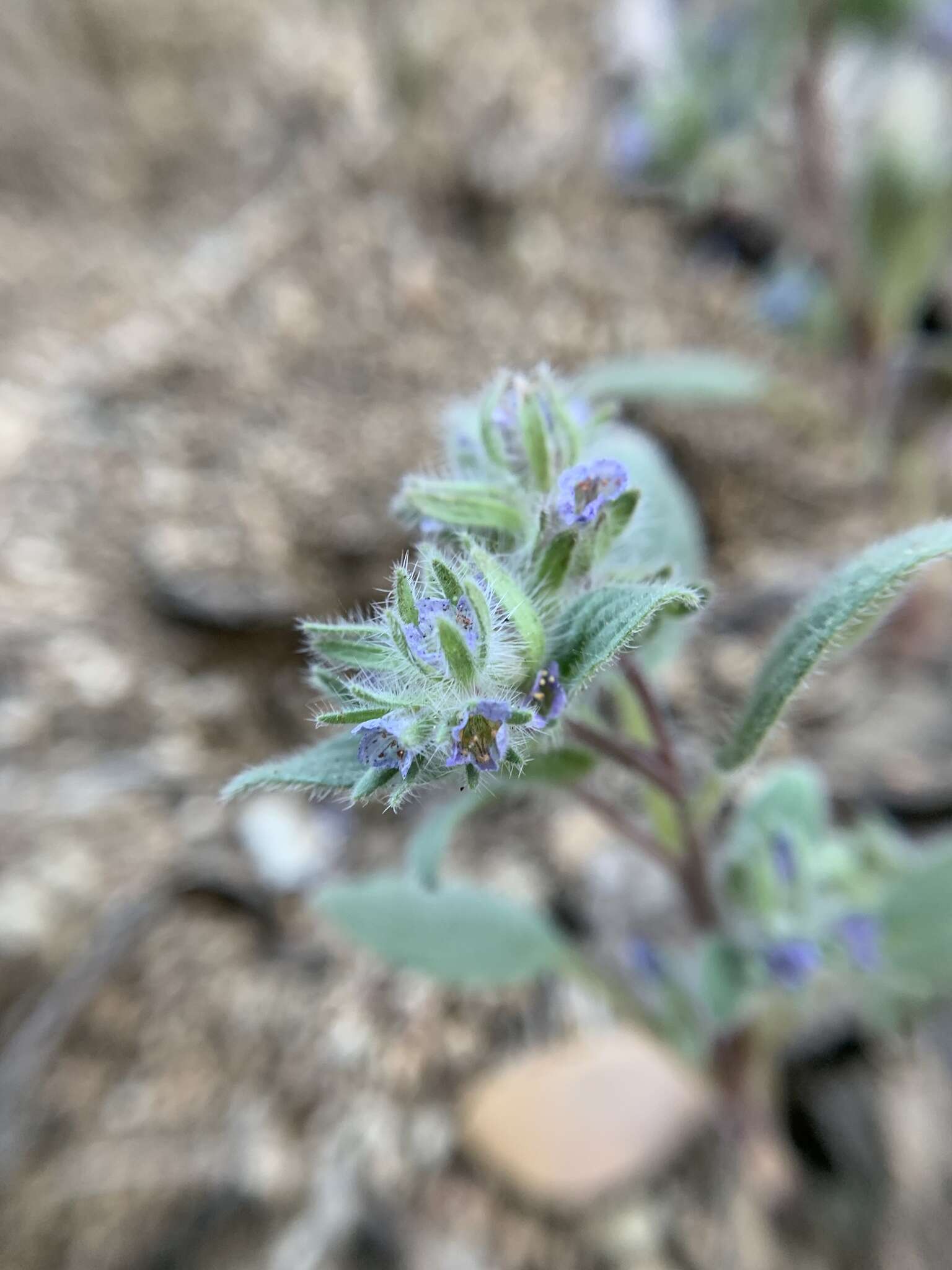 Image de Phacelia novenmillensis Munz