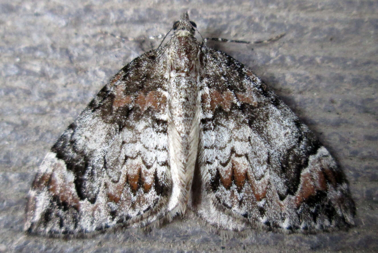 Image of Dark Marbled Carpet