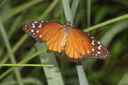 Sivun Danaus (Anosia) eresimus subsp. tethys Forbes 1943 kuva