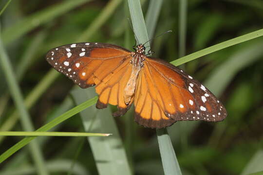 Image of Danaus (Anosia) eresimus subsp. tethys Forbes 1943