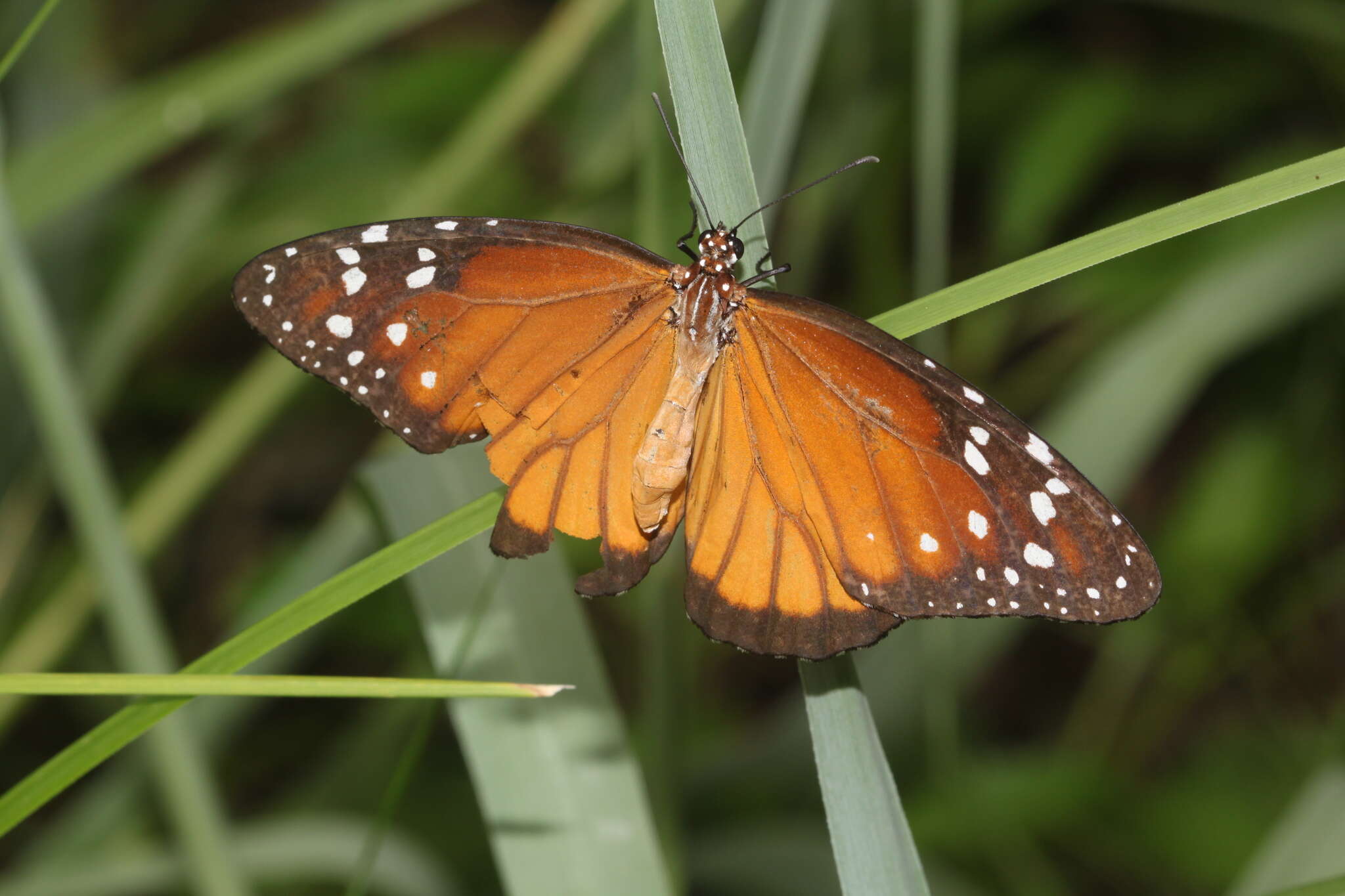 Sivun Danaus (Anosia) eresimus subsp. tethys Forbes 1943 kuva