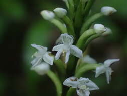 Image of Cypress-knee helmet orchid