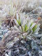 Image of Kalanchoe bitteri