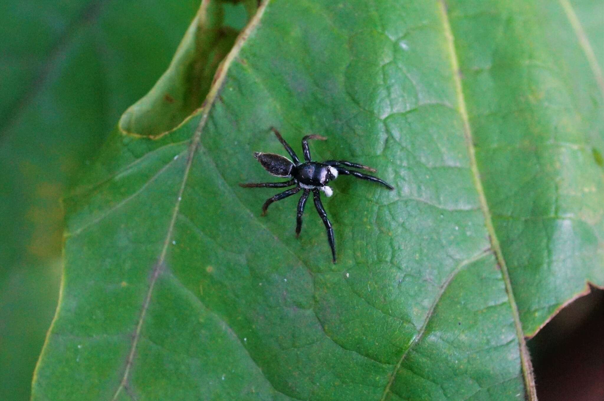 صورة Plexippoides regius Wesolowska 1981