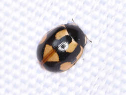 Image of hieroglyphic ladybird