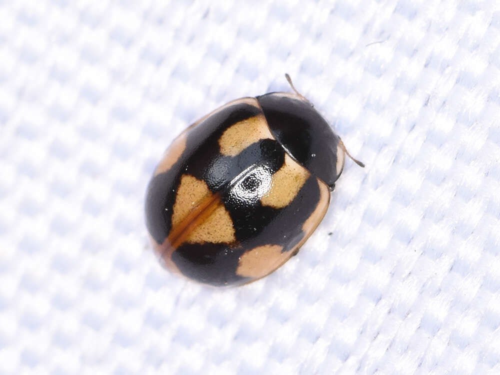 Image of hieroglyphic ladybird