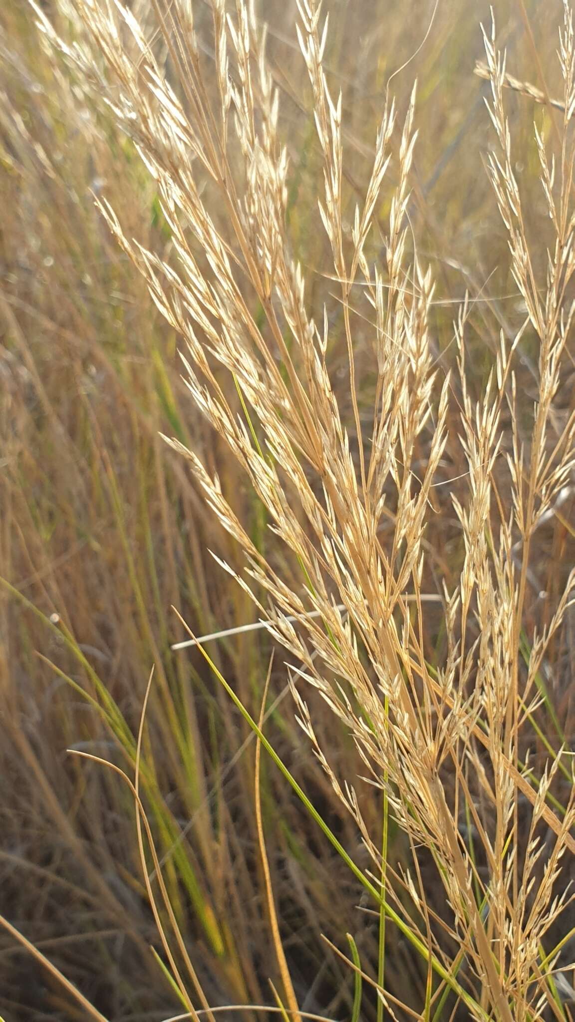 Image of Aristida similis Steud.