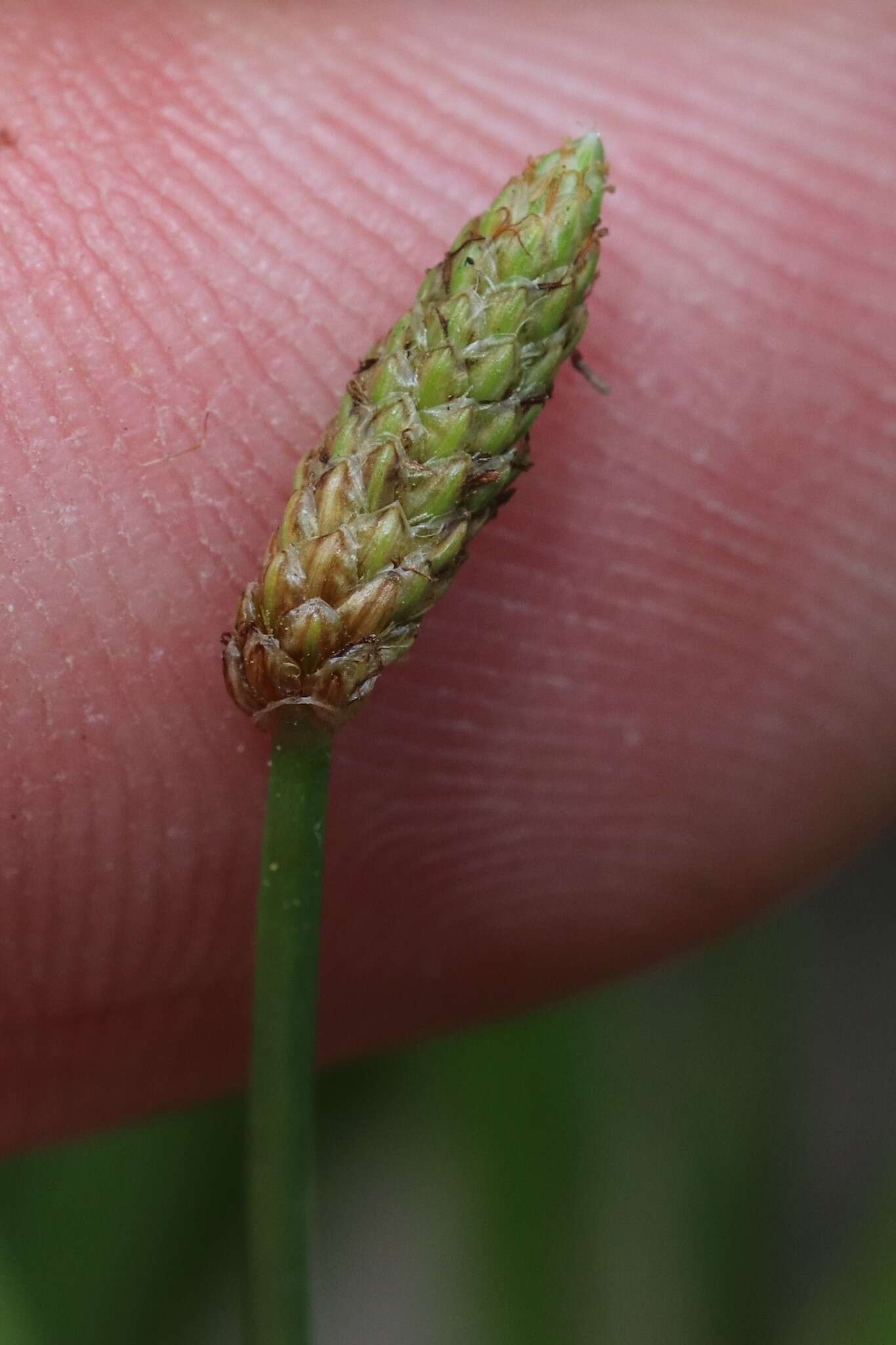 Image of Engelmann's Spike-Rush