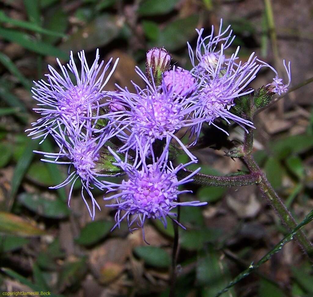 Image of blue mistflower