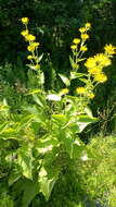 Image of Inula racemosa Hook. fil.