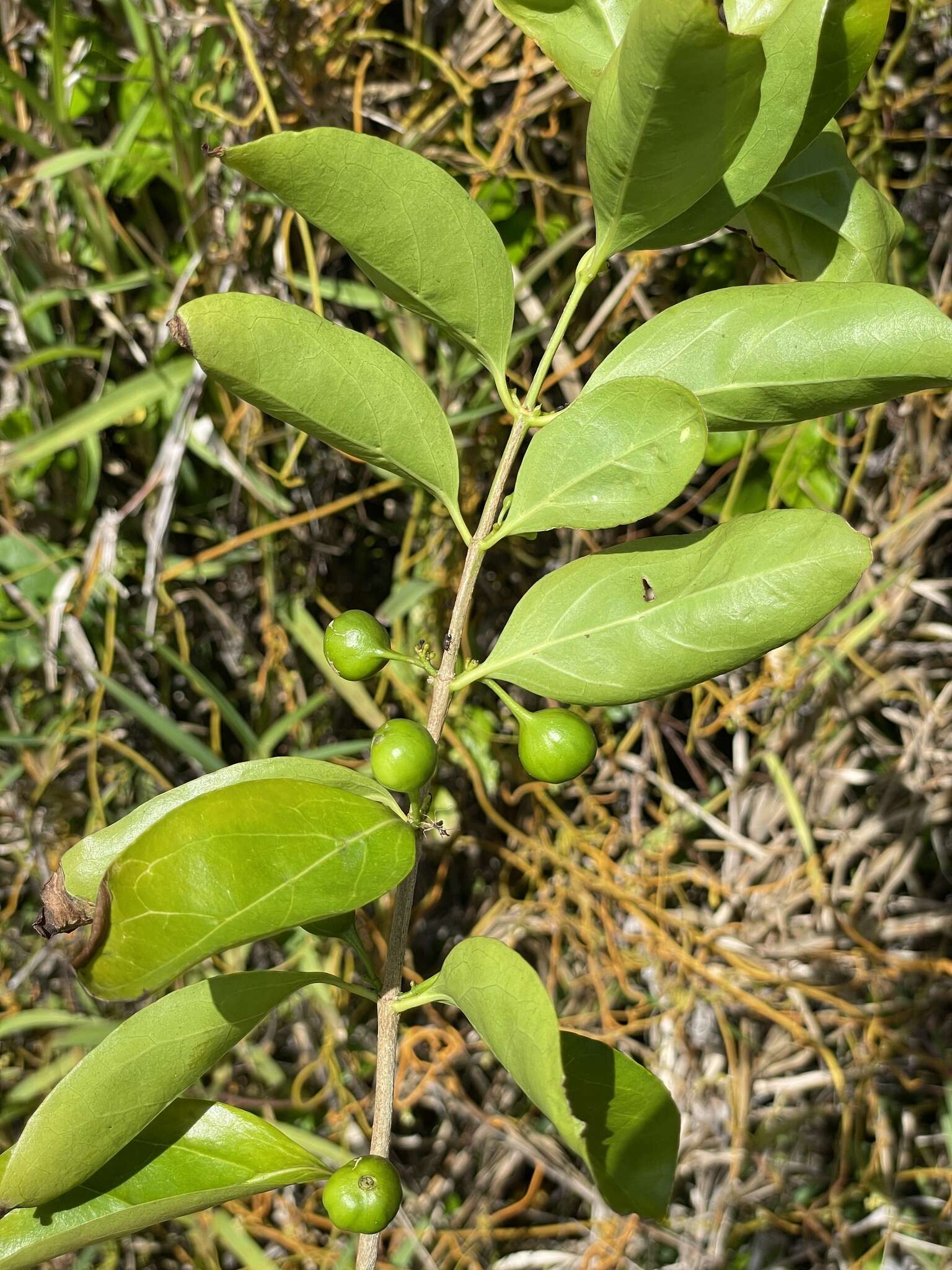 Image of Cyclophyllum