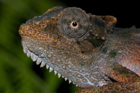 Image of Qudeni Dwarf Chameleon