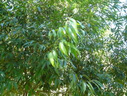 Image of Ocotea diospyrifolia (Meisn.) Mez