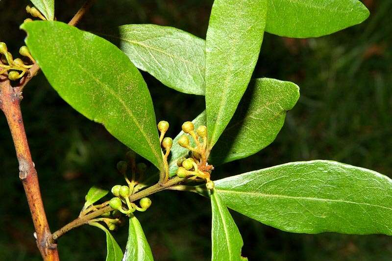 Image de Euclea crispa (Thunb.) Gürke