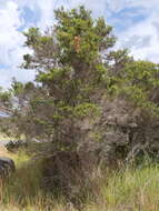 Image of Melaleuca cuticularis Labill.