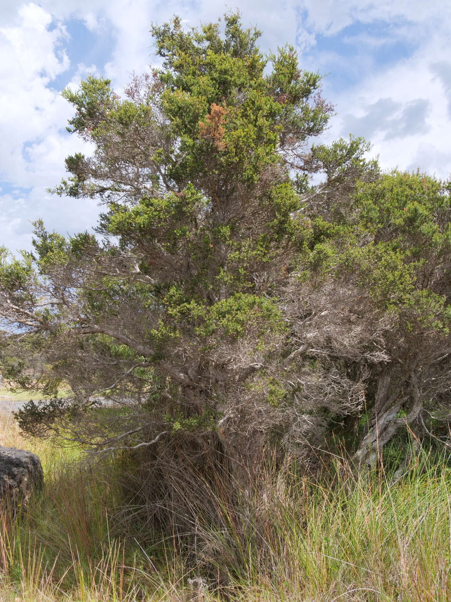 Image of Melaleuca cuticularis Labill.