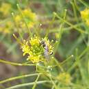 Image of Philanthus coarctatus Spinola 1839