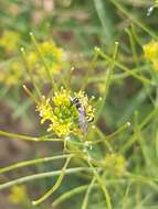 Image of Philanthus coarctatus Spinola 1839