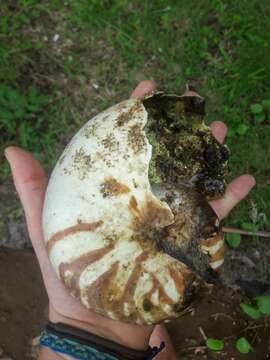 Image of chambered nautilus