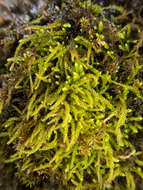 Image of Siberian myurella moss