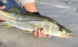 Image of Common Snook