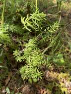 Image of Asparagus ramosissimus Baker