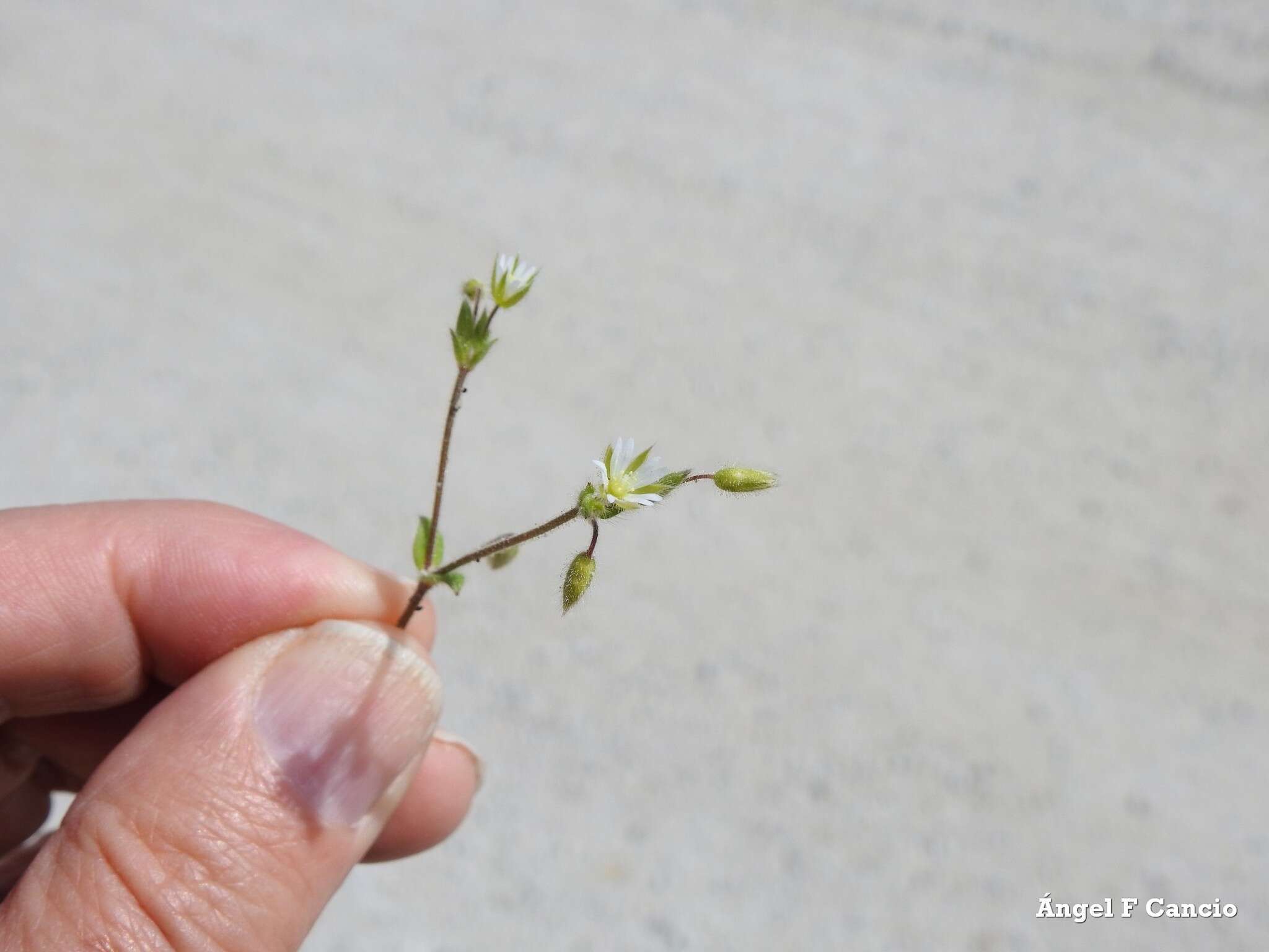 صورة Cerastium brachypetalum Desf. ex Pers.