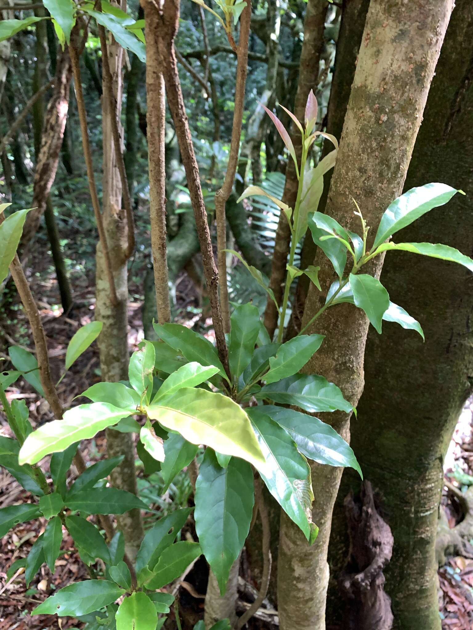 Image of Flowering plant