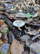 Image of Inocybe insinuata Kauffman 1924