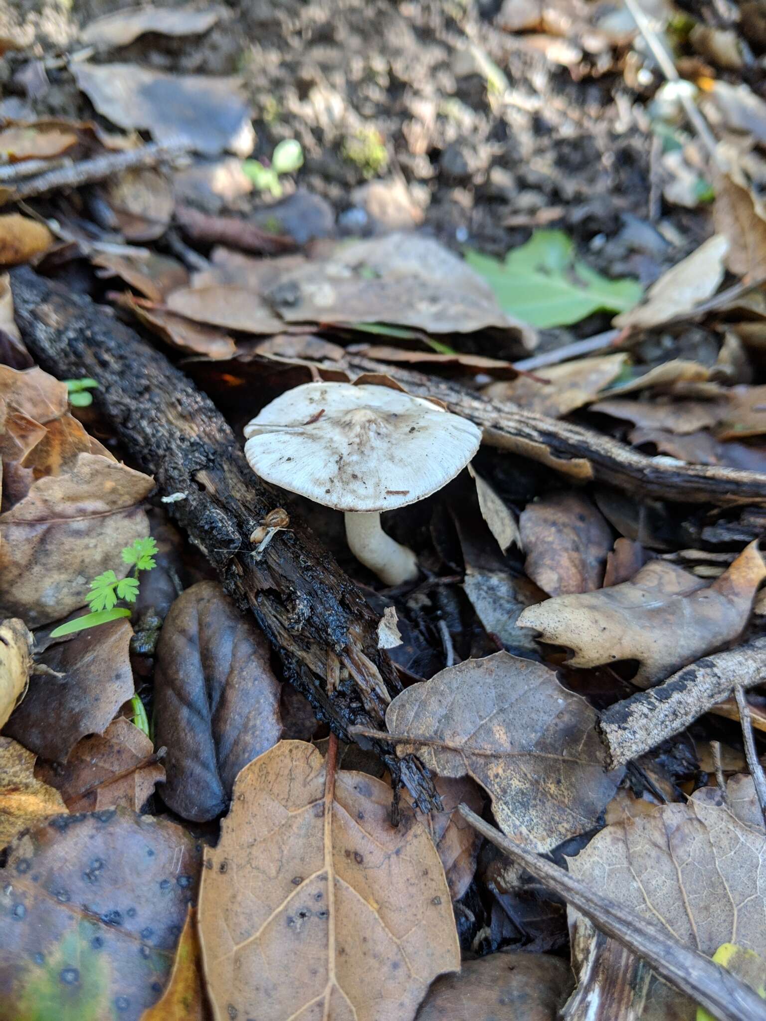 Image of Inocybe insinuata Kauffman 1924