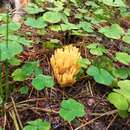 Image of Ramaria tsugina (Peck) Marr & D. E. Stuntz 1974