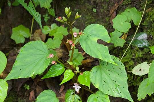 Image of Begonia rubella Buch.-Ham. ex D. Don