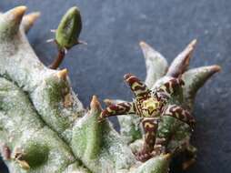 Sivun Ceropegia parvioriflora subsp. parvioriflora kuva