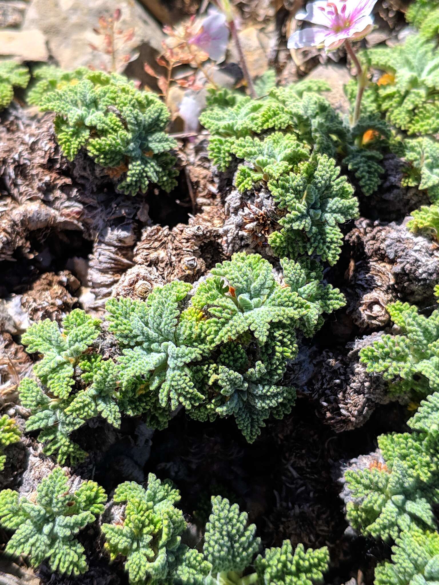 Image of Erodium celtibericum Pau