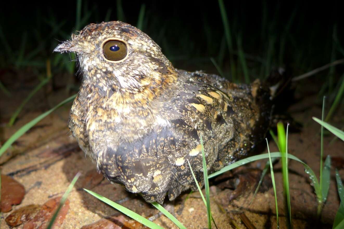 Слика од Caprimulgus vexillarius (Gould 1838)