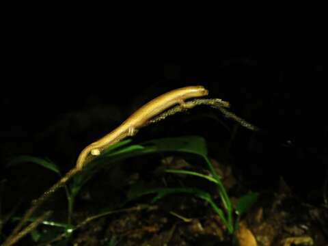 Image of Cukra Climbing Salamander