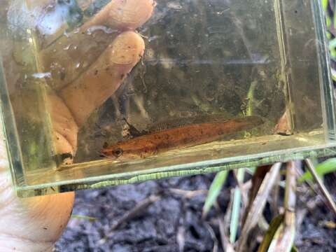 Image of Forest Snakehead