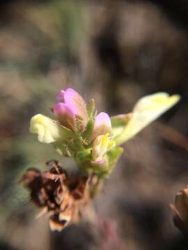 Imagem de Orthocarpus tenuifolius (Pursh) Benth.